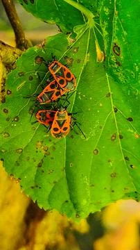 Three red and black shield bugs clustered on a vibrant green leaf Stock Photos