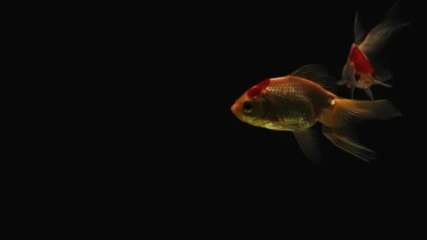 Three red and white Goldfish gently swim in dark background fish tank 002 2K 库存影片 107119009