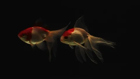 Three red and white Goldfish gently swim in dark background fish tank 005 2K 库存影片 107119048