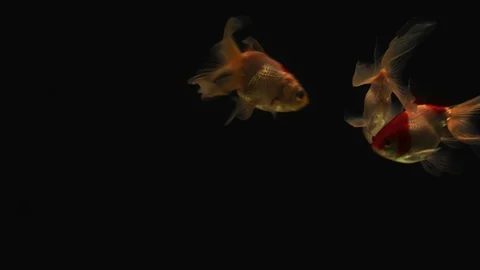 Three red and white Goldfish gently swim in dark background fish tank 003 2K Stock Footage 107119062