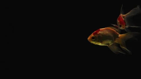 Three red and white Goldfish gently swim in dark background fish tank 004 2K 库存影片 107119228
