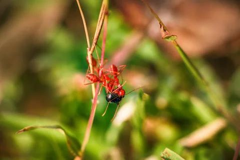 Three Red ants caught spy of another species and tear it apart. Stock Photos