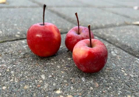 Three red apples are lying on a gray paving stone Stock Photos