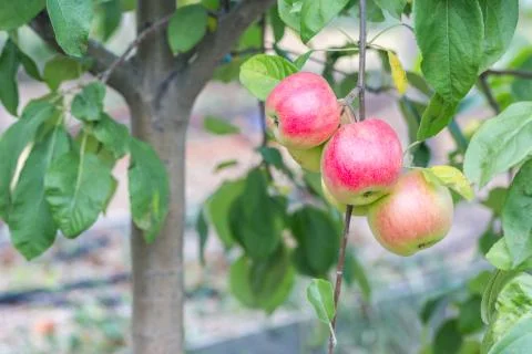 Three red apples on the branch on the apple tree Stock Photos