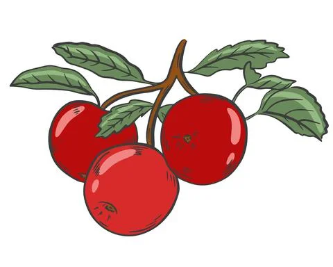 Three red apples on a branch with leaves, vector. Fruits harvested. Stock Illustration
