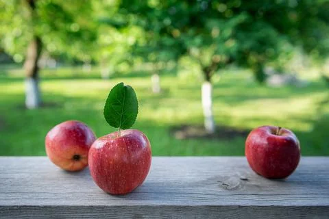 Three red apples with green leaf at orchard garden Stock Photos