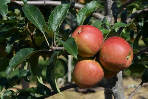 Three red apples ripen on the tree Stock Photos