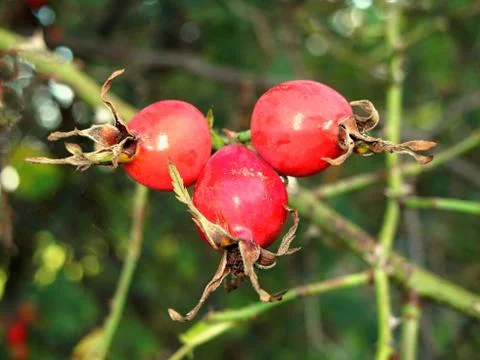 Three red arrows in fall Stock Photos