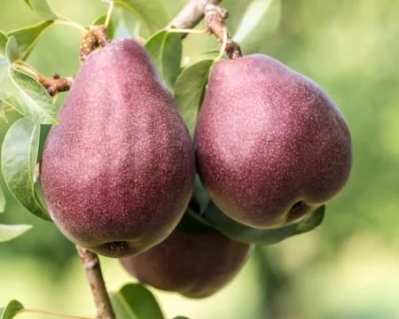Three red bartlett pears on the tree Stock Photos