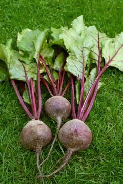 Three red beetroot with purple stalks and green leaves Stock Photos