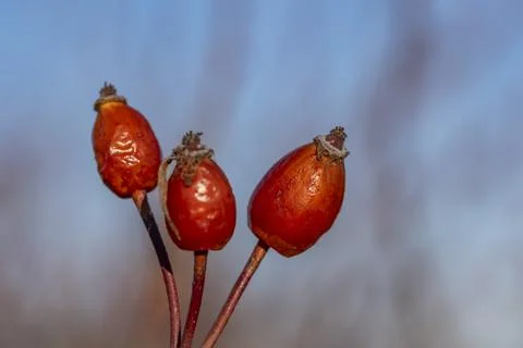 Three red berries are on a stem Stock-Fotos