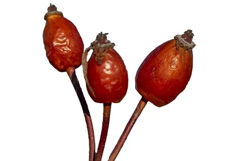 Three red berries are on a stem 스톡 사진