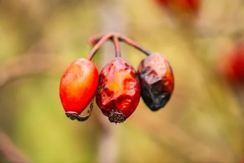 Three red berries dangle from a tree branch in natures bounty Stock Photos