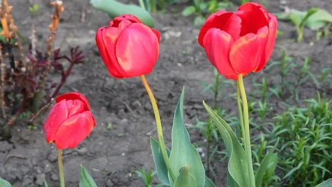 Three red blooming tulip Stock Footage 100269406