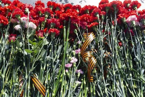 Three Red Carnation on White background color Stock Photos