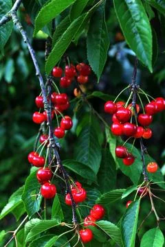 Three red cherries hanging from a tree branch Stock Photos