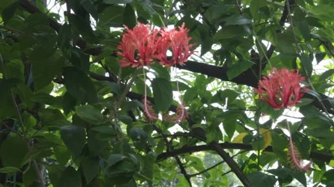 Three red colored Hibiscus rosa-sinensis,  Chinese hibiscus, China rose 스톡 동영상 140522937