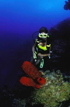 Three Red Coral Foto stock