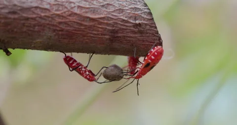 Three red cotton bugs feed on a single seed ball, clashing with their Video stock 325693330