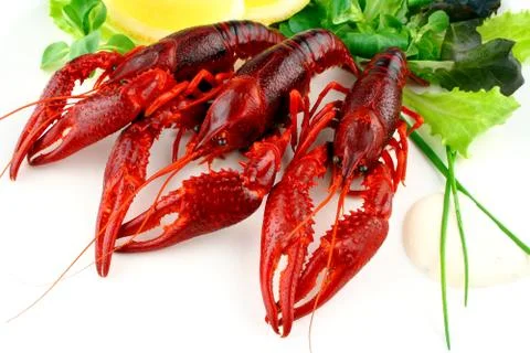 Three red crayfish with salad on white background Stock Photos