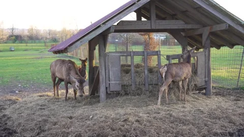 Three red deer feeding on hay at wooden feeding station during sunset Stock Footage 268418504