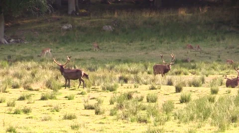 Three red deer stags on field Stock Footage 55859028