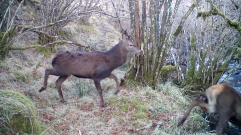 Three Red Deer Stags Passing Trail Camera, Stop &amp; Look Before Crossing River Video stock 334668859