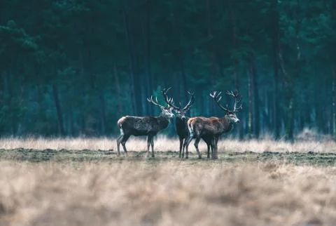 Three red deer standing together in forest meadow. Stock Photos