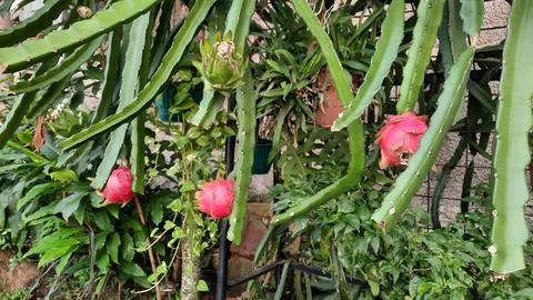 Three red dragons on the tree ready to be harvested 01 Stock Photos