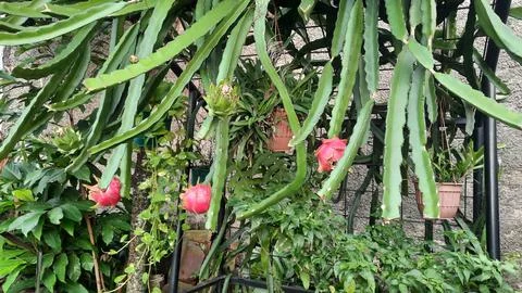 Three red dragons on the tree ready to be harvested 03 Stock Photos