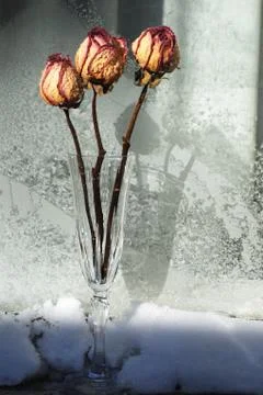 Three red dry roses on window in winter Stock Photos