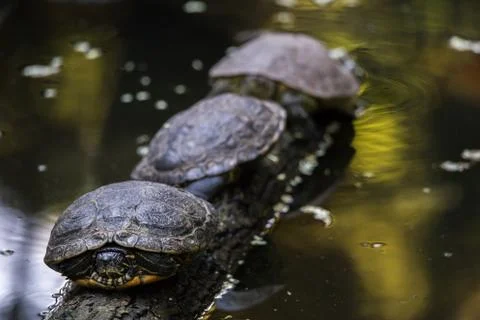 Three Red eared slider Trachemys scripta elegans on a submerged trunk Stock Photos
