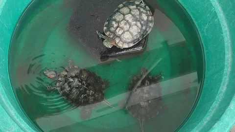 Three red-eared slider turtles in a green basin Video stock 336810364