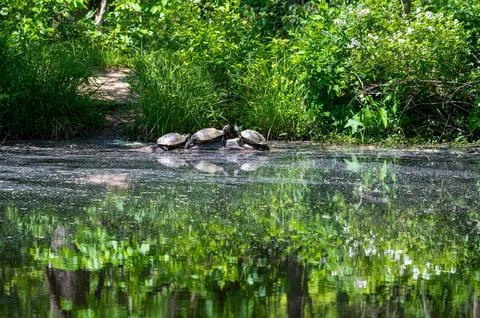 Three red eared slider turtles on a log in an idyllic woodland pond Foto stock