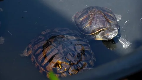 Three red-eared turtles swim in black outdoor pool on summer day. unusual pets. Stock Footage 240311611