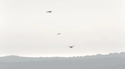 Three red falcons in flight Stock Footage 43870084