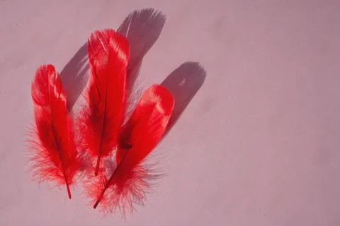 Three red feathers on a pink background Stock Photos