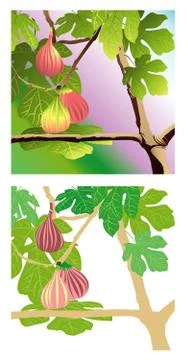Three Red Figs Illustrazione stock