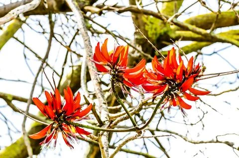 Three red flowers are on a tree branch Stock Photos