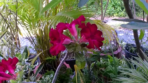 Three red flowers, conical in shape, with gray stalks. 库存影片 155218978