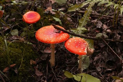Three red fly agaric mushrooms or toadstool at the forest Stock Photos