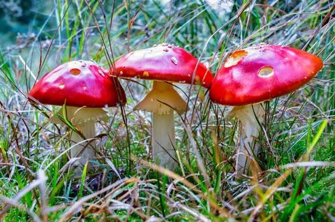 Three Red Fly Agarics: The Enchanted, Poisonous Forest Musketeers Stock Photos