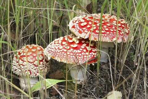 Three red fly agarics in the grass in the forest Stock Photos
