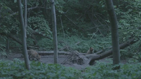 Three Red Foxes (Vulpes vulpes) near the burrow. Video stock 104683891