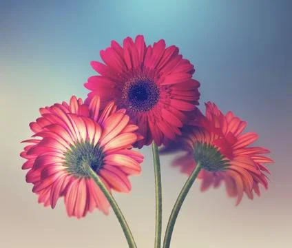 Three red gerbera flowers Stock Illustration