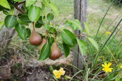 Three red-green Williams pears growing on the branch Stock Photos
