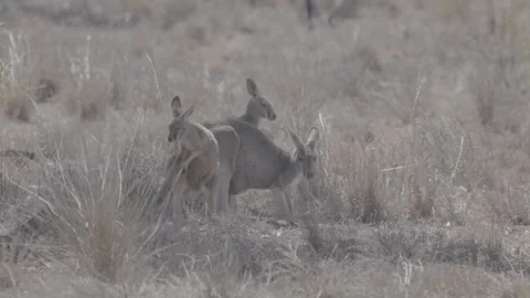 Three Red Kangaroos resting in shade outback NSW 2 Vídeo Stock 330980075