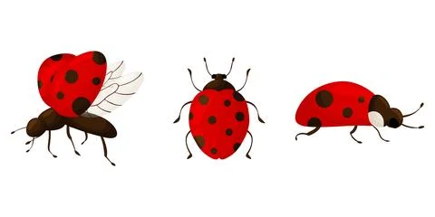 Three Red Ladybugs Set Different Views Clipart イラスト素材