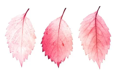 Three red leaves isolated on white background. objects for design Stock Photos