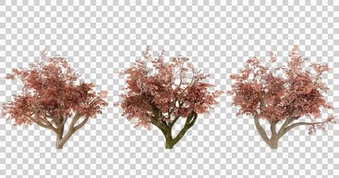 Three Red Maple Trees Isolated Stock Photos